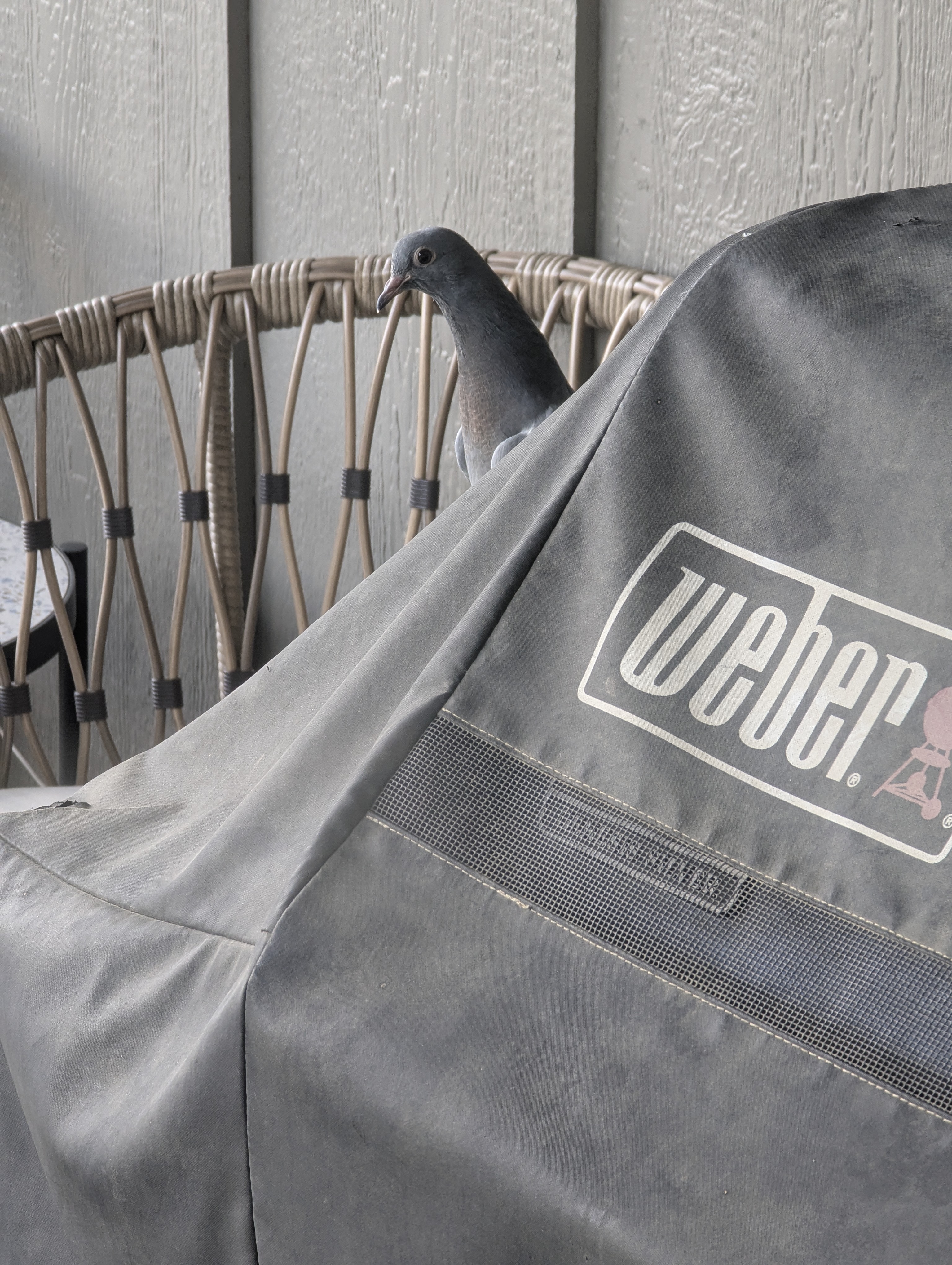 4th of July, Colorado, pigeon